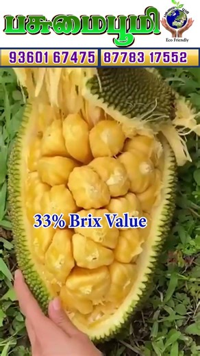 பலாவில் இவ்வளவு ரகங்களா❗So many varieties of jackfruit!#trending #viral #shorts #thennaivivasayam