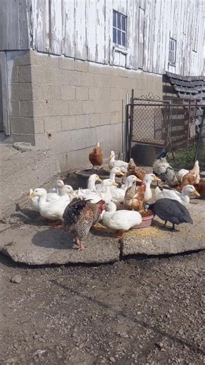 Chickens and Ducks Mostly Share