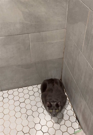 Wyitbt #catsoftiktok #fypシ #cattok | cat