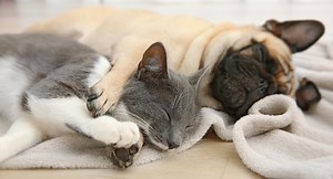 Conoce las 5 razas de perro que mejor se la llevan con los gatos