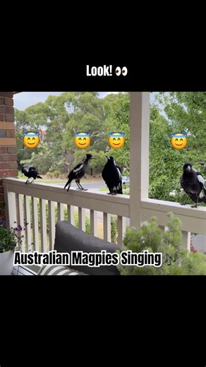 AUSTRALIAN MAGPIES Singing | Beautiful Sounds and Calls #birdsounds #magpies