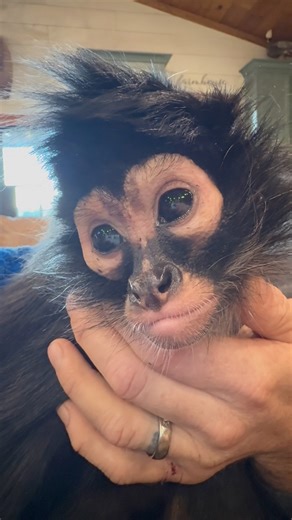 Spidermonkey Keke has the best little caregiver helping her recover this morning. (Spay surgery & cyst removal on her throat) | Our Life Adventures