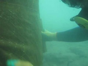 Underwater Pile Protection | Denso Tape Wrapping Process