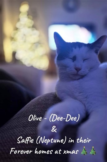 This is why I do what I do. Two abandoned cats now in their forever homes for Christmases ❤️🐈‍⬛🐈‍⬛🐈‍⬛ Olive - (Dee-Dee) & Saffie (Neptune) in their Forever homes at xmas 🎄🎄 | Billy Bear's Cat Rescue and Adoption