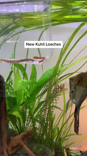 New Kuhli Loaches Aquarium Experience