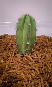 13M views · 27K reactions |  Mealworms vs. Everything  | WormLapse | Facebook