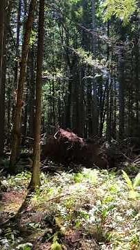 SASQUATCH CAPTURED REAL LIVE VIDEO PACIFIC NORTH WEST BIG FOOT NOT CLICKBAIT