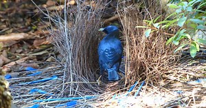 Quand les animaux deviennent artistes: 5 créations fascinantes de la nature