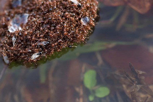 How Fire Ants Survive Floods by Building Living Rafts