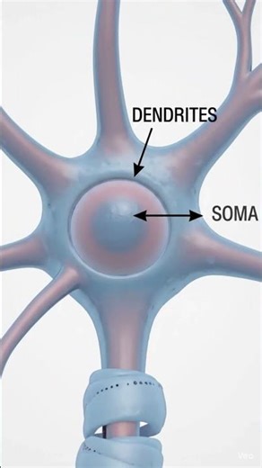 Neuron Structure and Function | Full Diagram Explanation | Biology Class Video #neuron #biology