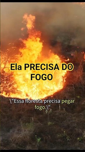 ESSA FLORESTA Brasileira precisa pegar fogo para sobreviver 🔥 #shorts #cerrado