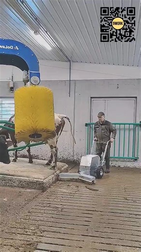 Automatic Cow Barn Manure Cleaner for Efficient Dairy Farming #9work