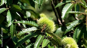 Amidst vibrant green foliage, a sweet chestnut nut bursts with life, its soft spikes highlighting the richness of summer bounty. Nature thrives in this tranquil woodland Stock Video