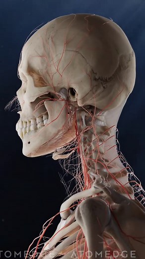 Exploring the Nervous and Lymphatic Systems in 3D