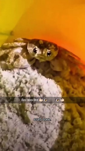 Essential Facts About Crabs You Should Know