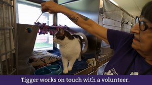 1.9K views · 40 reactions | We are excited to announce that we are participating in the The Jackson Galaxy Project’s #CatPawsitive initiative! This positive, reward-based clicker training program helps cats gain confidence and keeps them mentally and physically active in a shelter environment. Watch the video to see how it helped Tigger and TJ. Greater Good Charities, Petco Love | Dane County Humane Society | Facebook