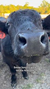 2.1K views · 8.5K reactions | Cattle farming 101. Some of the most basic terms to know about cattle. Farmers that have been around cattle for a while know these terms. However, if you’re just now starting to become interested in cattle you may not be aware of these terms. #homeonthefarm #onthefarm #beefcattle #farminglife #cattlefarming | Home on the Farm | Facebook
