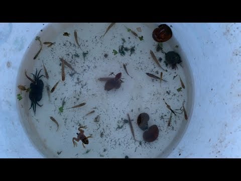 Catching Small Pond Fish & Frogs | Pond Life Exploration!