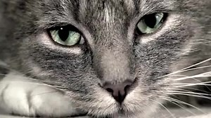A day in the life of a cat :3 Like Awkward Animal Moments for more! | Awkward Animal Moments