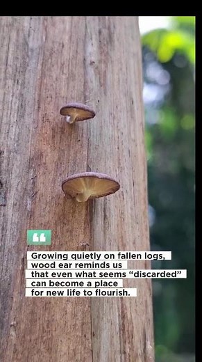 Quotes of Wood Ear Fungus (Black Jelly Mushroom) #nature #quotes #dailylifequotes #fungus #mushroom