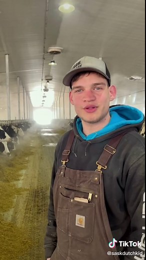 Breeding cows on our dairy! #dairy #farmtok #farm #febudairy