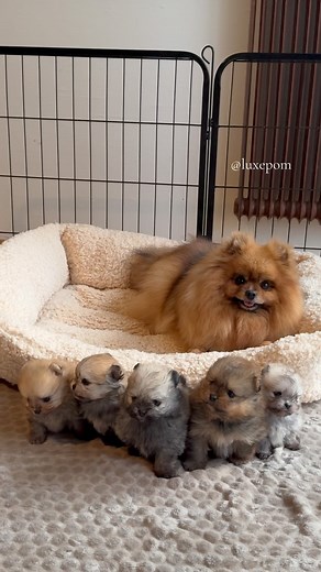 Luxepom | You‘re so cute 😍❤️🧸 | Instagram