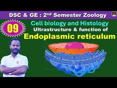 DSC 2nd sem: Zoology 09 : Endoplasmic reticulum : by Anand sir