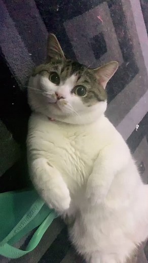 فيديوهات أنشأها Elizabeth Teigh Mali (@elizabethteighmal) باستخدام The Drugs Owl Vine by Sunny Mabrey - Hannah Reverie