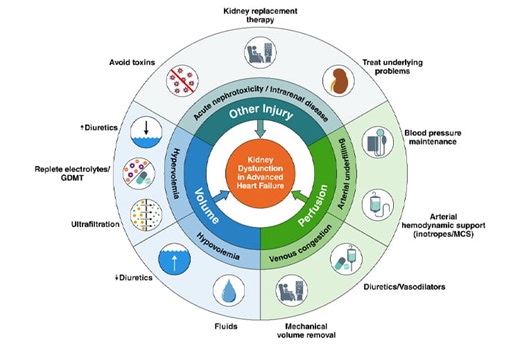 Evaluation and Management of Kidney Dysfunction in Advanced Heart Failure