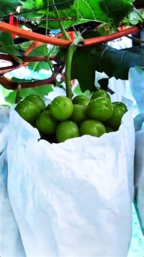 The Secret to Growing Heavy Grape Harvests Most People Don’t Know!