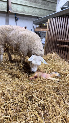 Farmer Mick (@farmermick24)’s videos with original sound - Farmer Mick