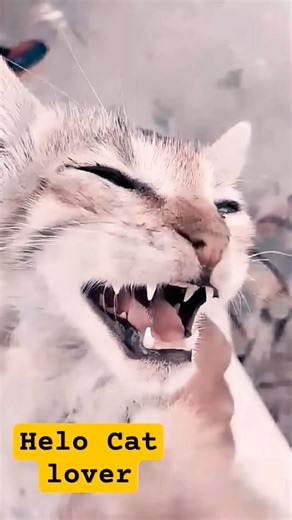 Cute Cat meow meow 🤪🤪