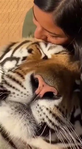 This Is How a 500 Pound Tiger ASKS for Cuddles! 🤯