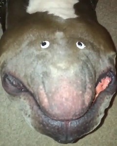 8.1K views · 129 reactions | Tf is this  | The Global Moment | Facebook