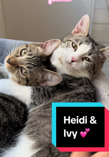 Heidi and Ivy: Adorable Bonded Cats for Adoption