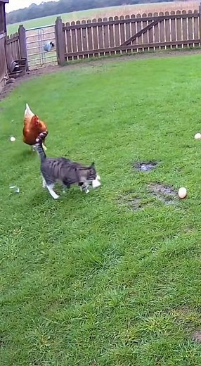 10K views · 47 reactions | Watch this hilarious CCTV footage where a...