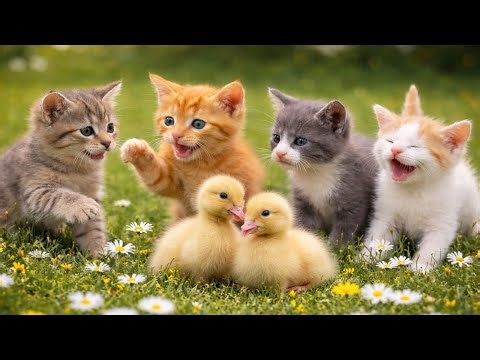 Cute Cat Playing And Meowing With Farm Animals, Cat Sound Video, Kitten Meowing And Purring
