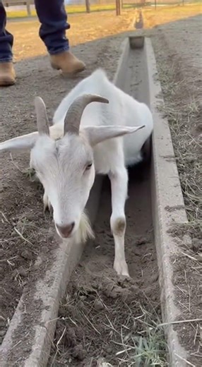 Goat Stuck in Drain… Until People Did This (Real Footage)