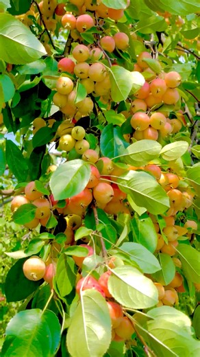 Amazing Crabapple 🍒🍒🍒#springiscoming #prairifire #crabapple #nature #photography #naturephotography #love #travel #photooftheday #instagood #beautiful #photo #naturelovers #art #landscape #like #bhfyp #happy #sunset #ig #wildlife #summer #life #beauty #instadaily #usa #BDS #bdcommunity | It’s Amirah’s Diary