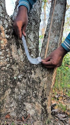 Fresh sap harvesting from the tree 🌍 #HiddenProcess #TreeSecrets #ForestMystery#rubbertree
