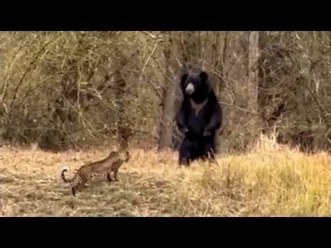 Young Leopard vs Huge Sloth Bear. Full version.