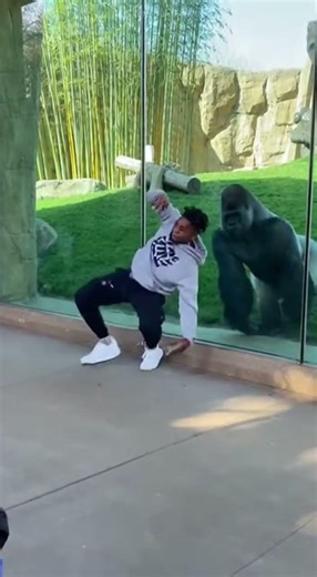 Gorilla's Epic Reaction to Breakdancer! 🦍✨ #ZooLife #DanceMoves #AnimalEncounter