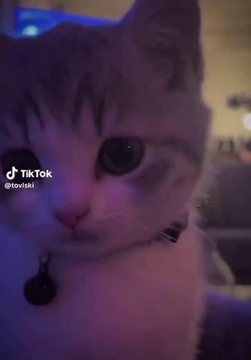 Cat Wink Sound Effects Compilation