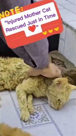 Injured Mother Cat Rescued just in Time ❤