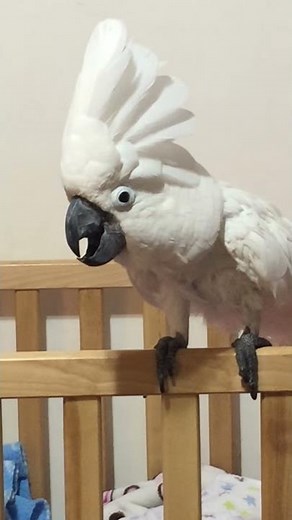 Cockatoo bird acting and barking like a dog