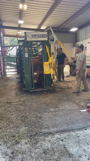 Katie's yearling heifer here. Who knows her name? Not me! I call her "little red with the heart on her head" | Running Springs QH & Cattle Co