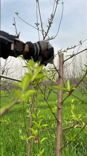 How to pruning peach tree for better quality fruit yields #satisfying #pruning #farming #pruning