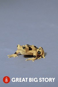 Saving the Panamanian golden frog, a race against time