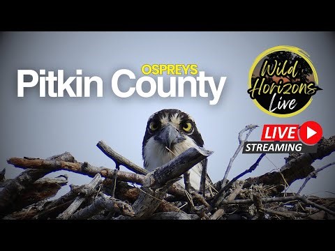 Pitkin County Ospreys 2025: Live Nest Cam 17.8.25