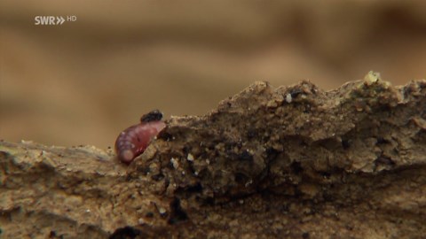 natürlich!: Der Regenwurm - ein ganz besonderes Kraftpaket